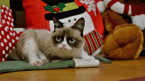 Grumpy Cat GIF - Grumpy Cat Grumpy Cat GIFs
