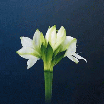 Smellem Plantem GIF - Smellem Plantem Flowers GIFs