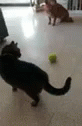 Cat Ball GIF - Cat Ball GIFs
