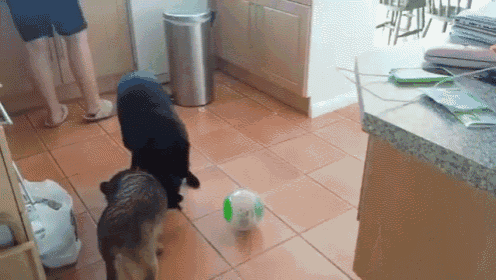Be Free My Hamster Friend! GIF - Hamster Dog Play GIFs