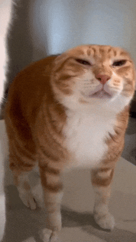 an orange and white cat is standing on a table