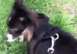 a black dog is standing in the grass with a leash around its neck .