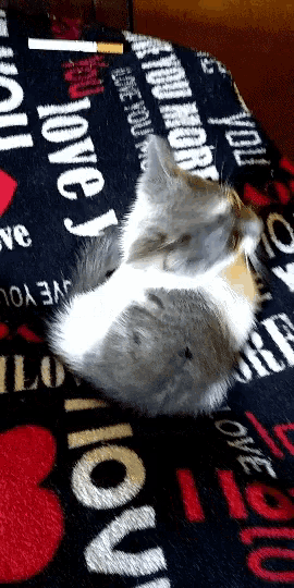 a kitten is laying on a blanket that says i love you