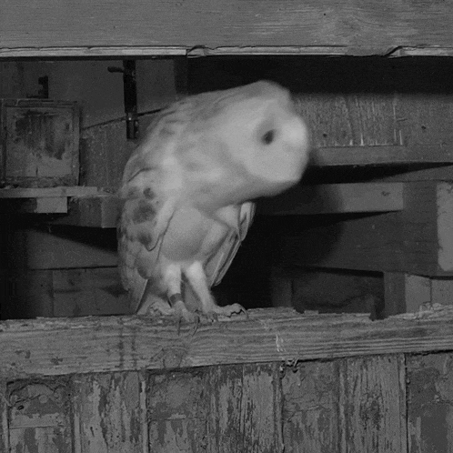 Rotating Head Barn Owl GIF