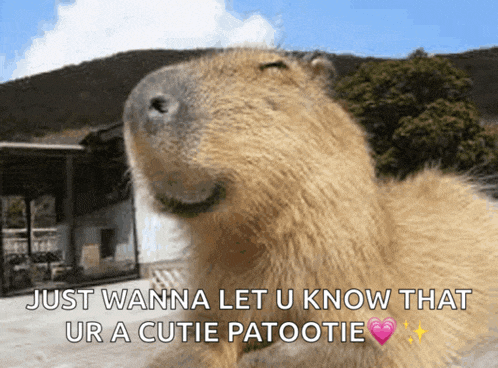 a picture of a capybara with a caption saying just wanna let u know that ur a cutie patootie