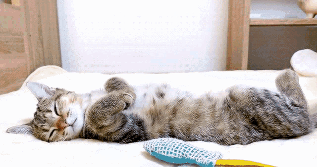 Cat Kitty GIF - Cat Kitty Sleep GIFs
