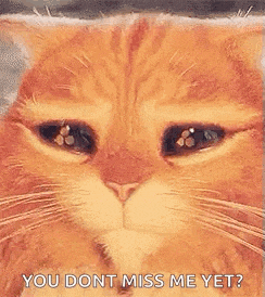 a close up of a cat 's face with the words `` you dont miss me yet '' written on it .