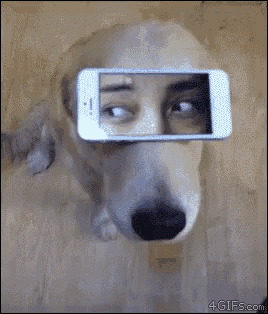 a dog with a cell phone in front of its eyes