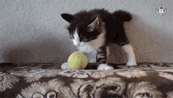 Playful Kitten GIF - Playful Kitten Cute Animals GIFs