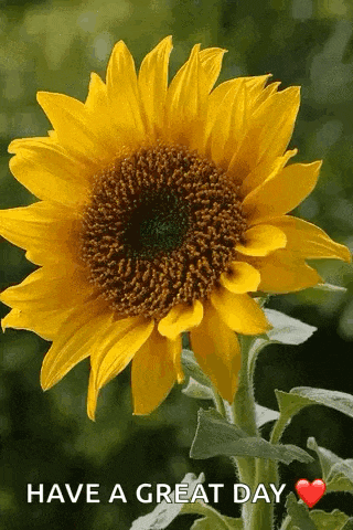 Yellow Flower GIF