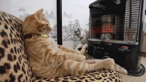 Warm Kitty GIF - Cat Sit Couch GIFs
