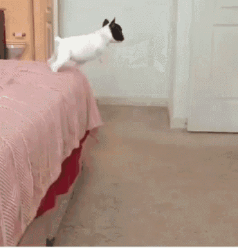 Jump Bulldogfrench GIF - Jump Bulldogfrench Bed GIFs