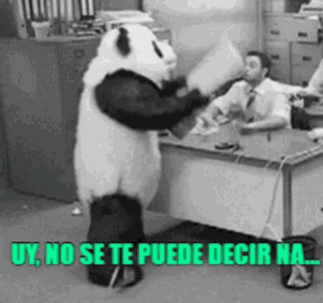 a panda bear is standing in front of a desk with the words " uy no se te puede decir na " on the bottom