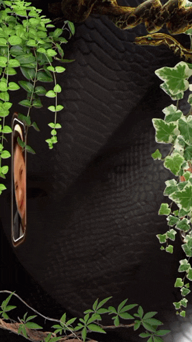 a woman 's face is reflected in two mirrors surrounded by greenery