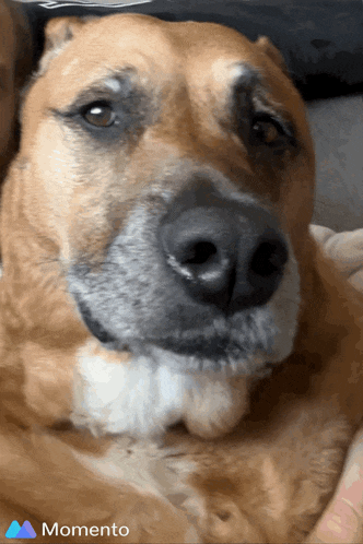 a close up of a dog 's face with the word momento on the bottom right