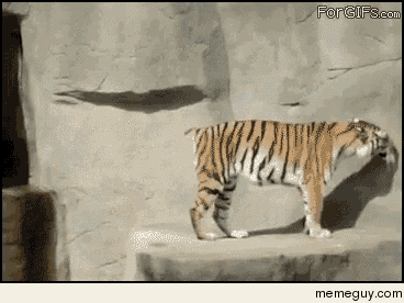 Tiger Shock GIF - Tiger Shock Funny Animals GIFs
