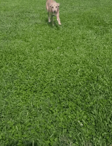 a brown dog is walking in the grass .