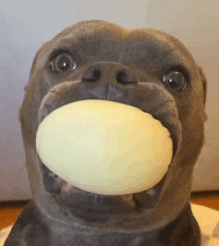 a close up of a dog with a yellow ball in its mouth