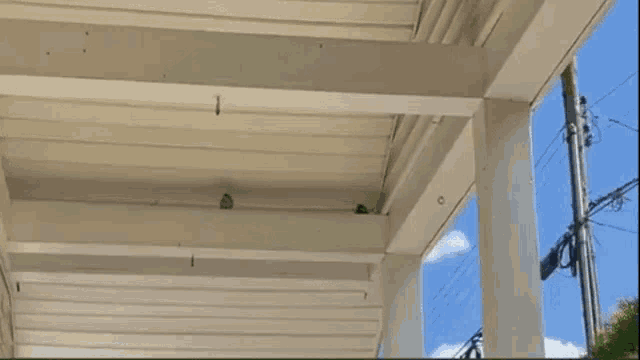 a couple of birds are perched on the ceiling of a porch .