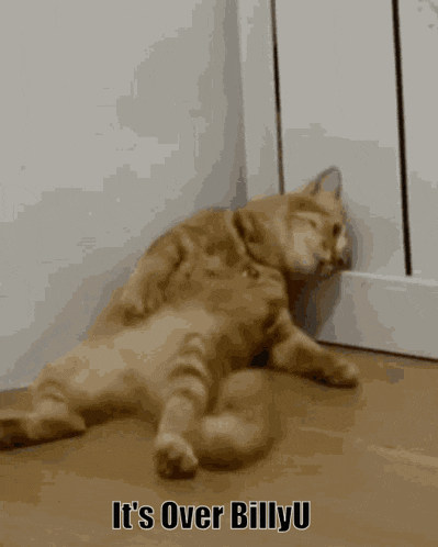 a cat laying on the floor with the words " it 's over billyu " written below it