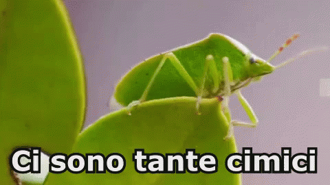 Cimice Insetti Volare Paura Invasione GIF - Bedbug Insect Fly GIFs