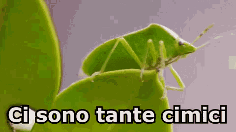 a green bug is sitting on a green leaf and the words ci sono tante cimici are below it