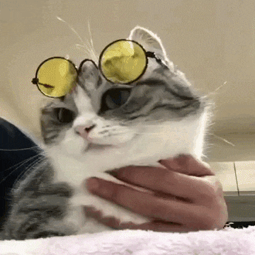 a gray and white cat wearing yellow sunglasses is being held by a person