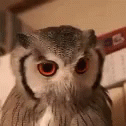 Owl Stare GIF - Owl Stare Angry GIFs