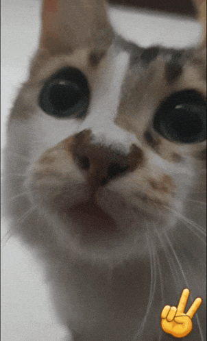 a close up of a cat with a peace sign on the bottom