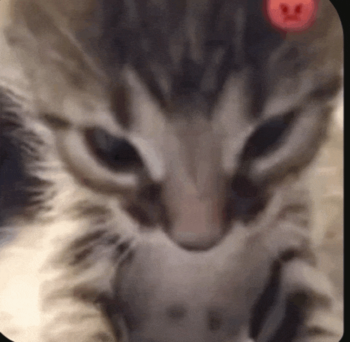 a close up of a cat 's face with a red smiley face on it 's head .