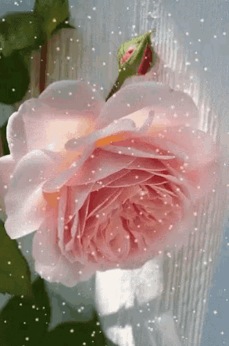 a close up of a pink rose surrounded by snowflakes