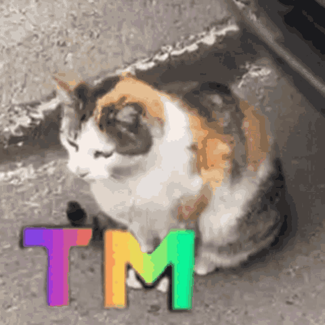 a calico cat sits next to a rainbow colored tm
