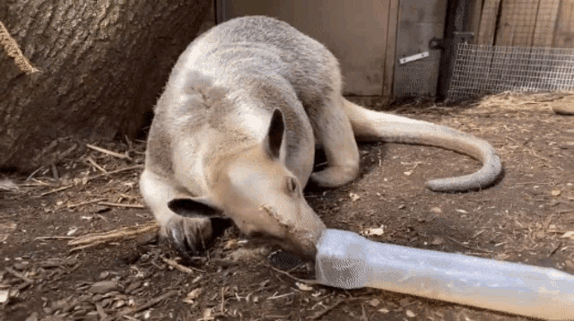 a large animal is laying on the ground eating a plastic container