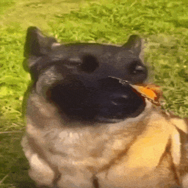 a dog with a butterfly in its mouth is laying in the grass