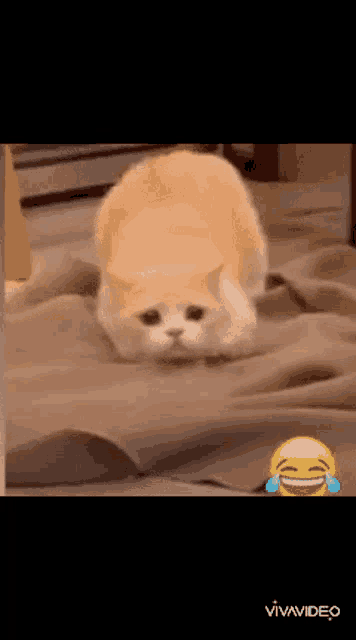 a cat is laying on a bed with a smiley face in the background .
