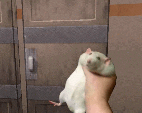 Szczury GIF - Szczury GIFs