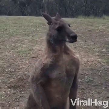 Scared Startled GIF - Scared Startled Kangaroo GIFs