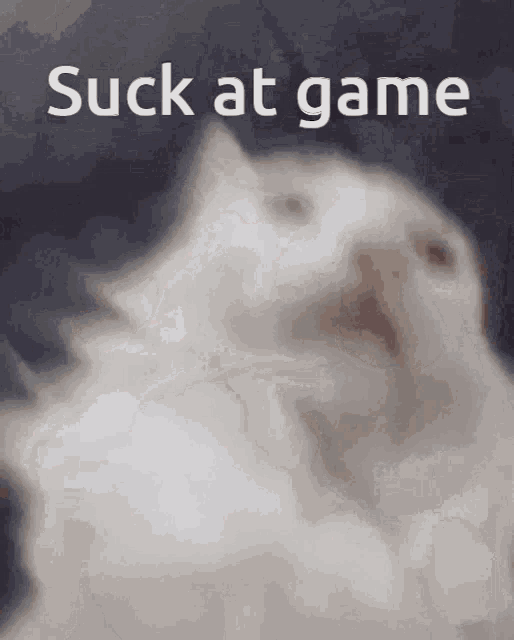 Cat You Suck At Game Suck At Game Shoutout Time GIF - Cat You Suck At Game Suck At Game Shoutout Time GIFs