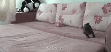 a small dog is jumping on a couch in a living room .
