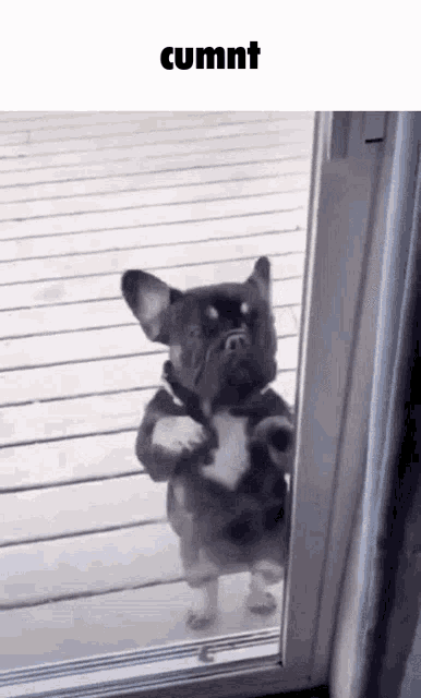 a french bulldog is standing in a doorway looking out .