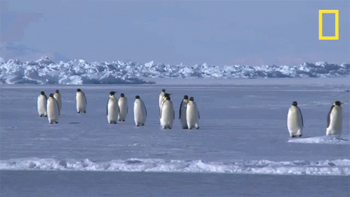 On Our Way National Geographic GIF - On Our Way National Geographic Penguins GIFs
