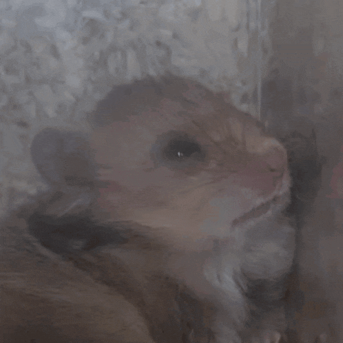 Golden Hamster Hamster Meme GIF