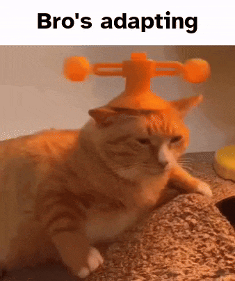 a cat is wearing an orange hat that says bro 's adapting on it .