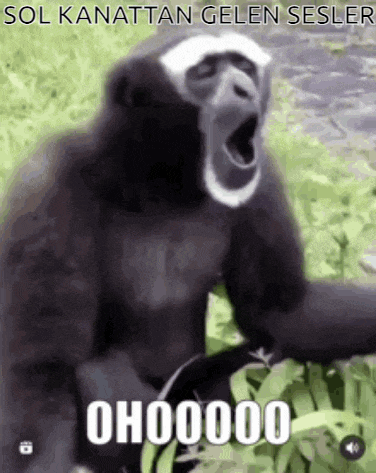 a monkey is yawning with its mouth open and a caption that says ohhhh .