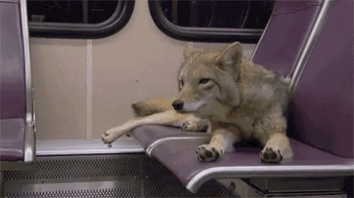 a coyote is laying down on a purple seat on a train .