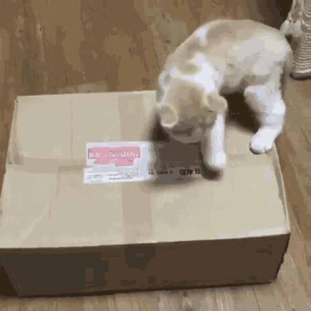 Box Kitty GIF - Box Kitty Kitten GIFs