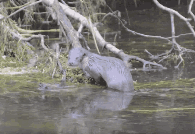 an otter is swimming in a body of water