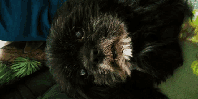 a small black dog is laying on a green blanket and looking at the camera