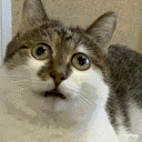 a close up of a cat with a surprised look on its face .