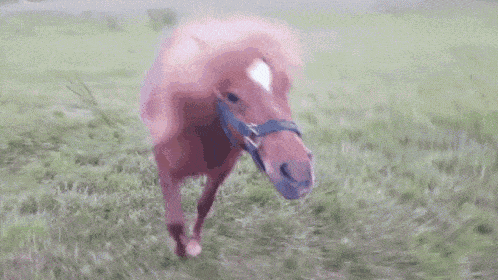 Ronny Pony Ronnypony Blackshett Shetty Horse Pferd Crazy Cute GIF - Ronny Pony Ronnypony Blackshett Shetty Horse Pferd Crazy Cute Chasing Running Angry Attention GIFs